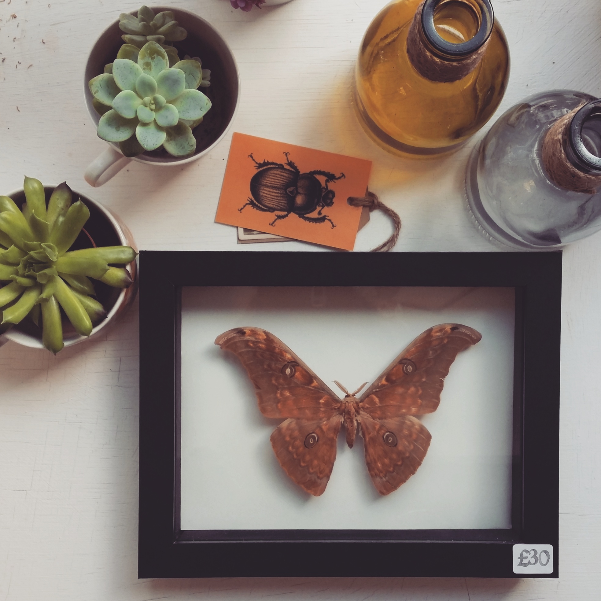 Found these old frames in a charity shop - added a new back and fake  butterflies for some faux taxidermy! : r/upcycling