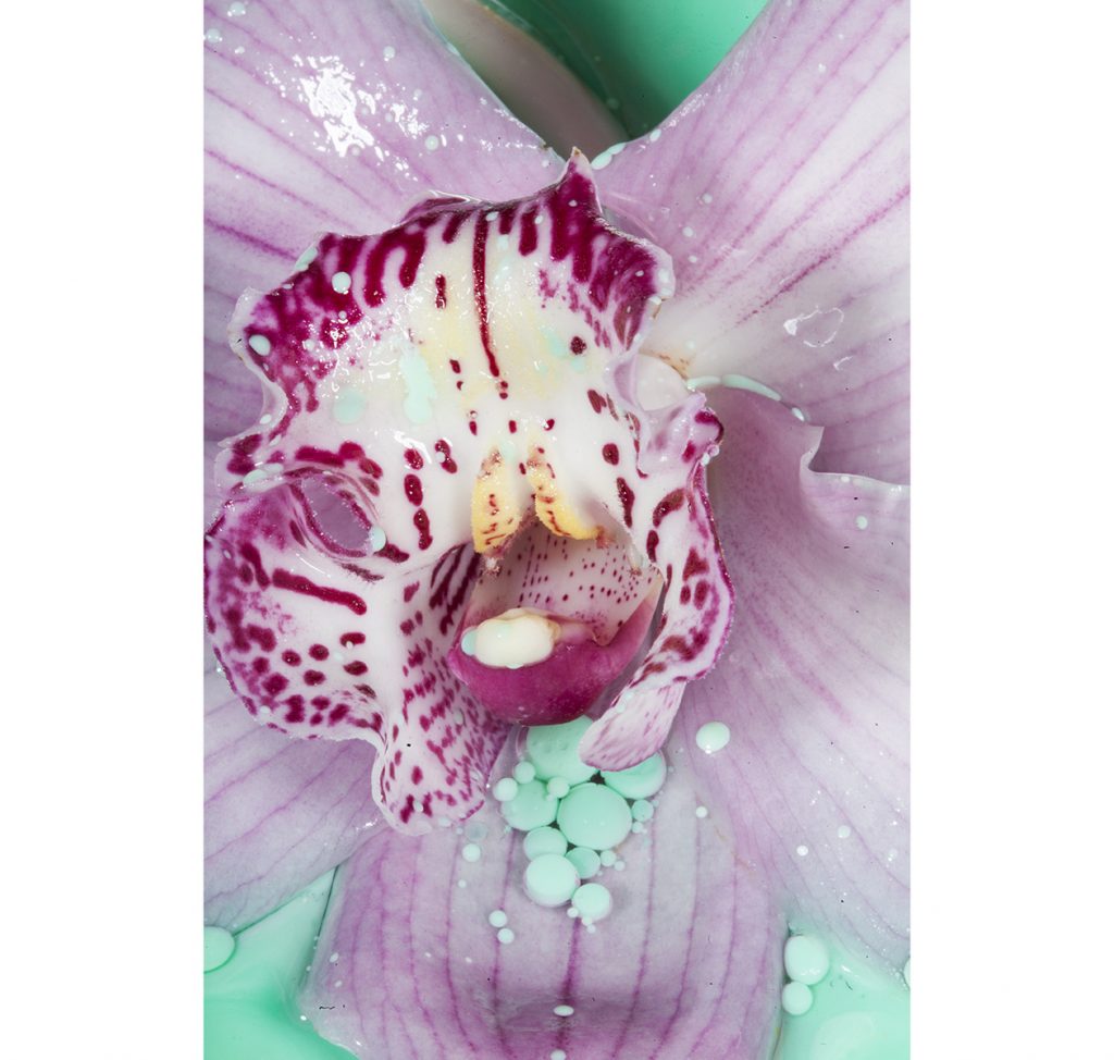 orchid